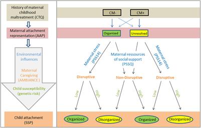 Identifying Risk and Resilience Factors in the Intergenerational Cycle of Maltreatment: Results From the TRANS-GEN Study Investigating the Effects of Maternal Attachment and Social Support on Child Attachment and Cardiovascular Stress Physiology